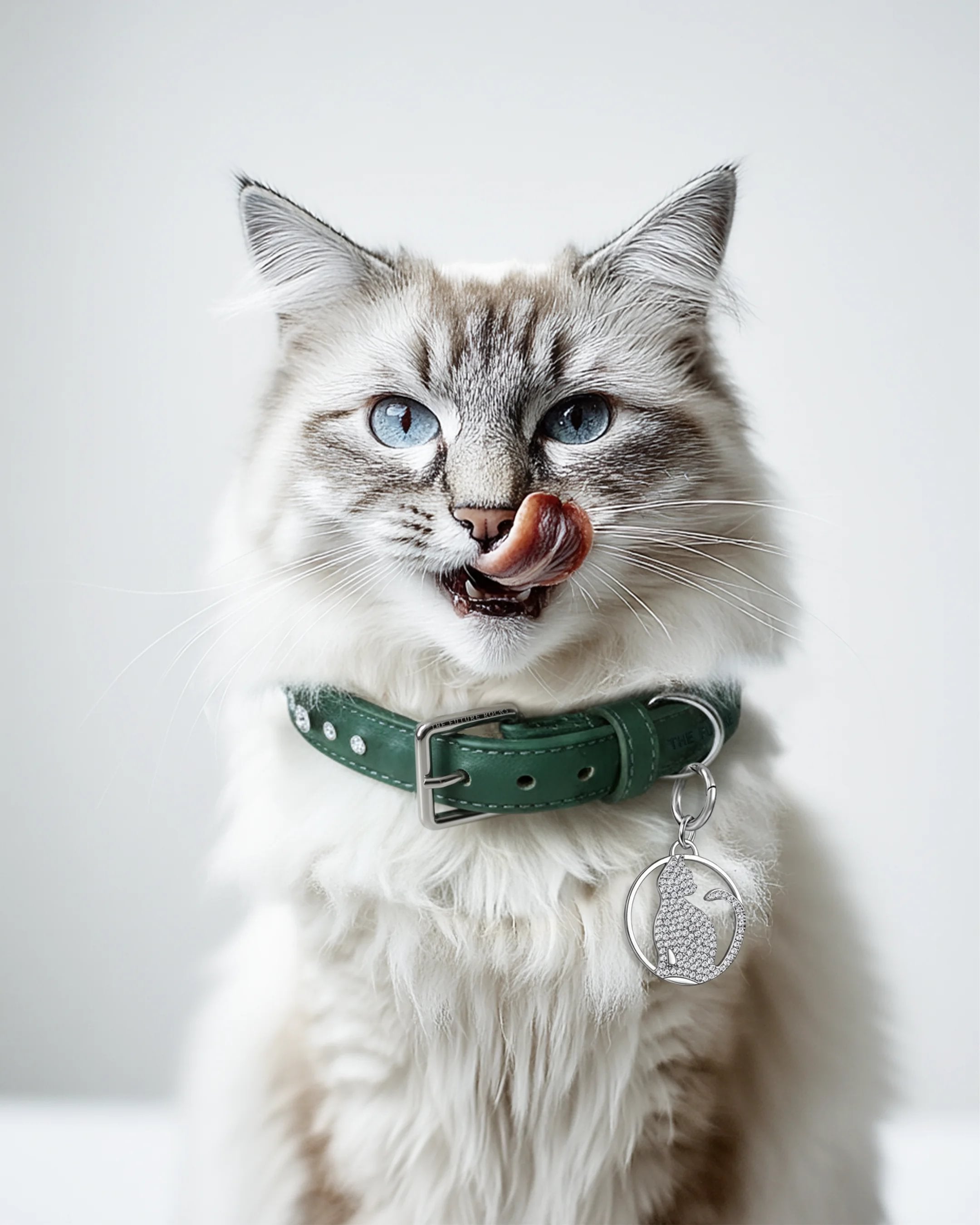 Green pet collar with 1 charm bundle