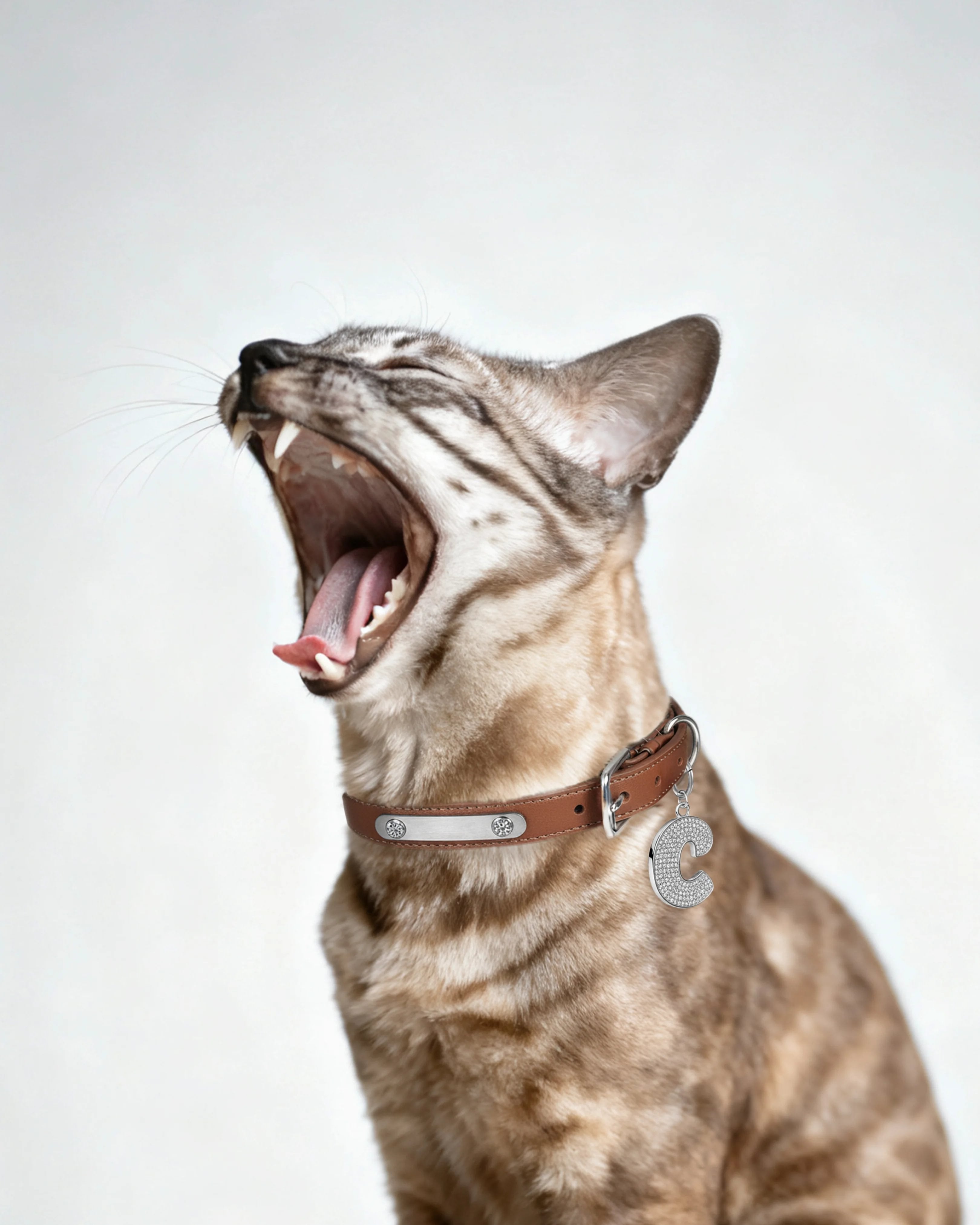 Brown pet collar with 1 charm bundle